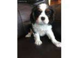 Cavalier King Charles Spaniel Puppy for sale in Cleveland, GA, USA