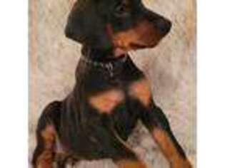 Doberman Pinscher Puppy for sale in Greenbrier, AR, USA