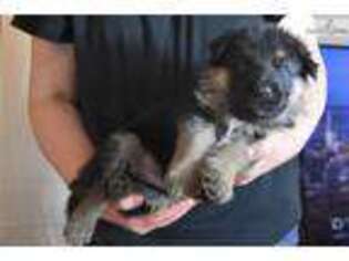 German Shepherd Dog Puppy for sale in Youngstown, OH, USA