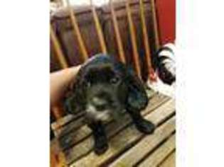 Mutt Puppy for sale in Ligonier, IN, USA