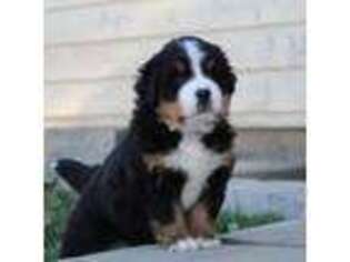 Bernese Mountain Dog Puppy for sale in Long Creek, OR, USA