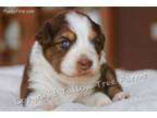 Australian Shepherd Puppy for sale in Alvin, TX, USA