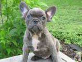 French Bulldog Puppy for sale in CIBOLO, TX, USA