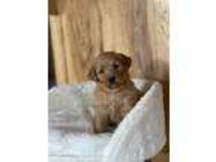 Labradoodle Puppy for sale in Shreve, OH, USA