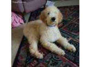 Labradoodle Puppy for sale in Vassar, KS, USA