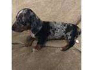 Dachshund Puppy for sale in Fort Ann, NY, USA