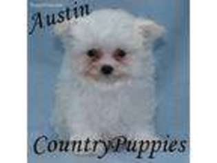 Maltese Puppy for sale in Jolley, IA, USA