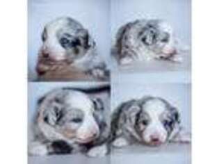 Miniature Australian Shepherd Puppy for sale in Plains, MT, USA