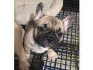 French Bulldog Puppy for sale in Glencoe, MN, USA