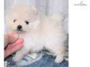Pomeranian Puppy for sale in Fairbanks, AK, USA