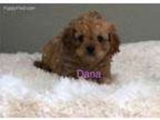 Cavapoo Puppy for sale in Greenville, MO, USA