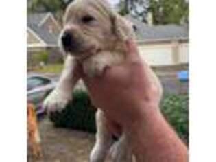 Golden Retriever Puppy for sale in Sherwood, OR, USA