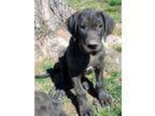 Great Dane Puppy for sale in Ashland, KY, USA