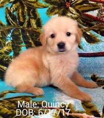 Golden Retriever Puppy for sale in Sugar Land, TX, USA