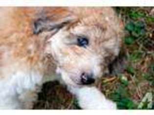 Labradoodle Puppy for sale in BRISTOW, VA, USA