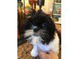 Mutt Puppy for sale in Simi Valley, CA, USA