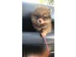 Pomeranian Puppy for sale in Arcadia, CA, USA