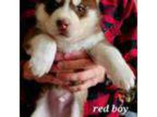 Siberian Husky Puppy for sale in Chardon, OH, USA