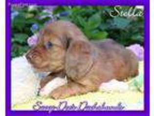 Dachshund Puppy for sale in Searcy, AR, USA