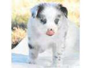 Miniature Australian Shepherd Puppy for sale in Chickasha, OK, USA