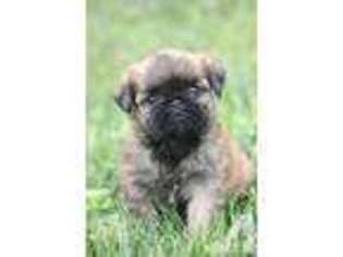 Brussels Griffon Puppy for sale in MILFORD, IN, USA