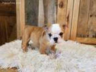 Bulldog Puppy for sale in Silver Lake, IN, USA