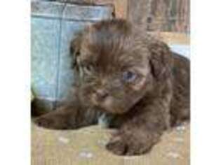 Mutt Puppy for sale in Lansing, IA, USA