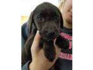 Labrador Retriever Puppy for sale in Westphalia, MI, USA
