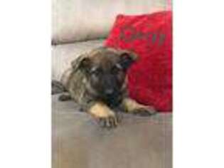 German Shepherd Dog Puppy for sale in Etna, OH, USA