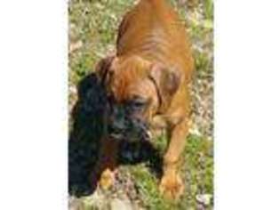 Boxer Puppy for sale in Port Haywood, VA, USA