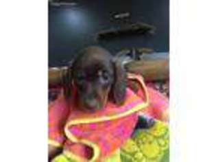 Dachshund Puppy for sale in Oregon, OH, USA