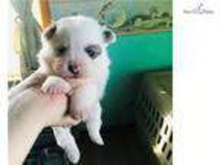 Pomeranian Puppy for sale in Kansas City, MO, USA