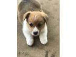 Pembroke Welsh Corgi Puppy for sale in Brashear, TX, USA