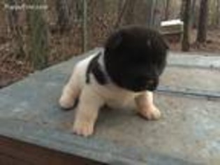 Akita Puppy for sale in West Point, GA, USA
