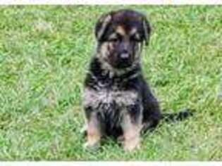 German Shepherd Dog Puppy for sale in Ludowici, GA, USA