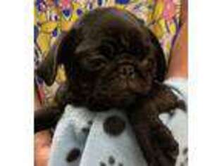 Pug Puppy for sale in Dickson, TN, USA
