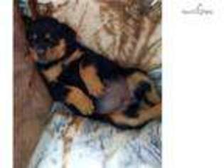 Rottweiler Puppy for sale in Saint Joseph, MO, USA