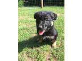 German Shepherd Dog Puppy for sale in Pleasant Shade, TN, USA