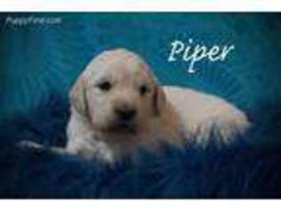 Golden Retriever Puppy for sale in Chadron, NE, USA