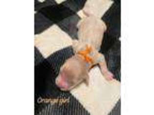 Goldendoodle Puppy for sale in Bossier City, LA, USA