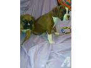 Boxer Puppy for sale in GENOA, NY, USA