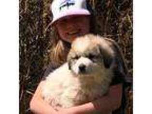 Great Pyrenees Puppy for sale in Wickenburg, AZ, USA