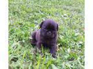 Pug Puppy for sale in Hudson, SD, USA