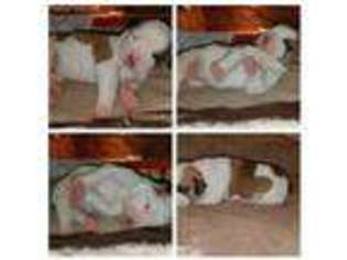 American Bulldog Puppy for sale in Madison, WI, USA
