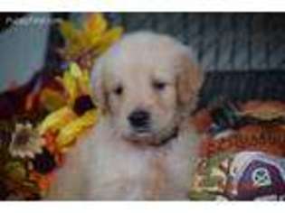 Golden Retriever Puppy for sale in Kemp, TX, USA