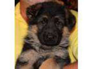 German Shepherd Dog Puppy for sale in London, KY, USA