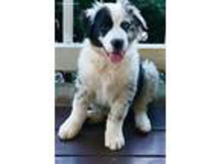 Australian Shepherd Puppy for sale in Nashville, TN, USA