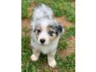 Australian Shepherd Puppy for sale in Greer, SC, USA
