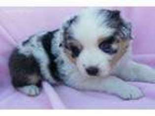 Australian Shepherd Puppy for sale in Yucca Valley, CA, USA