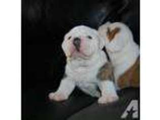 Bulldog Puppy for sale in ELGIN, IL, USA